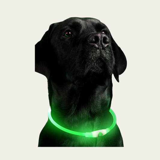 GlowTrail Safety Collar