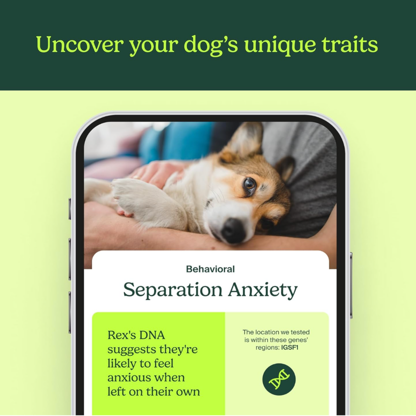 Dog DNA Breed Identification Test