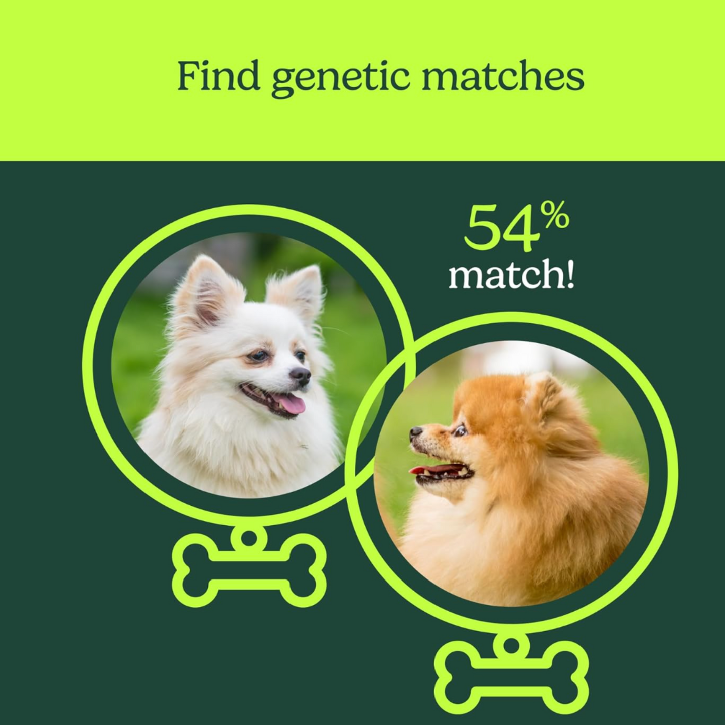 Dog DNA Breed Identification Test