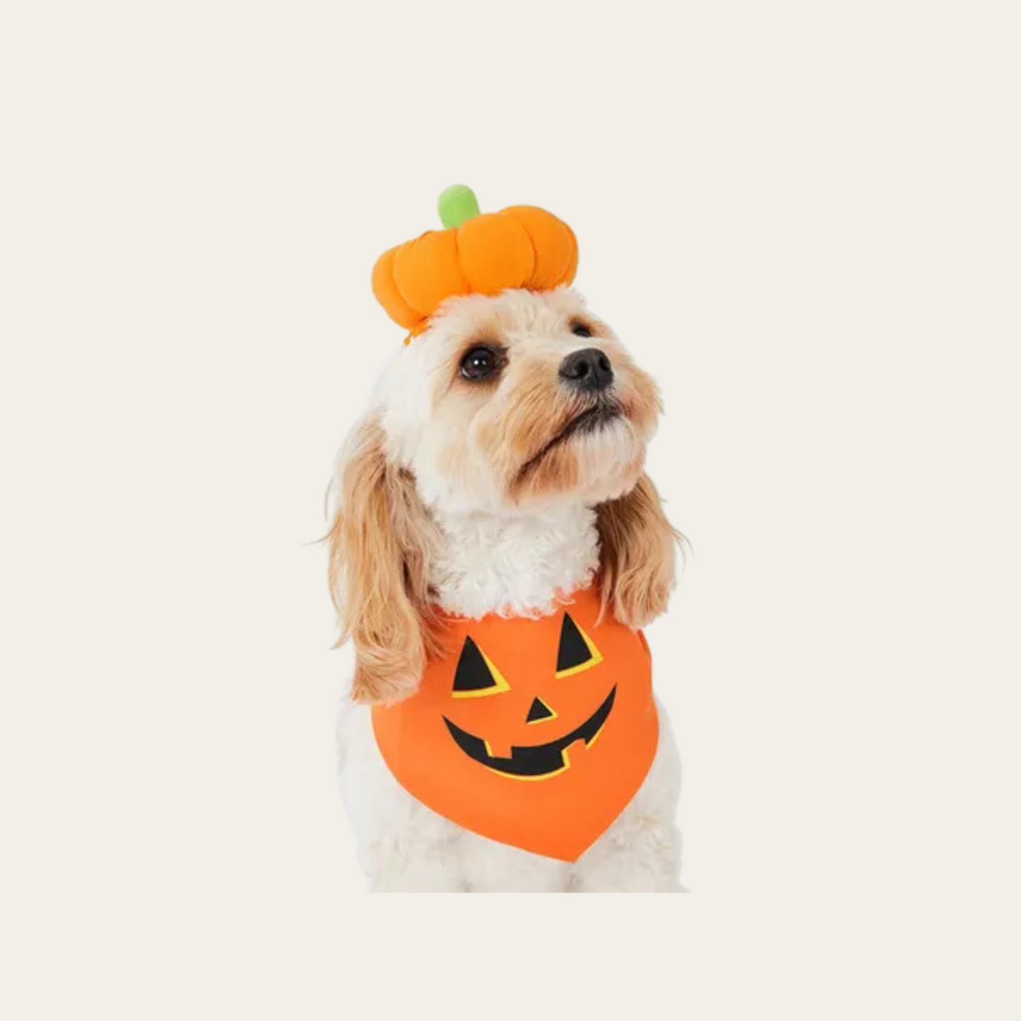 Howl-o-ween Pumpkin Pet Costume Hat