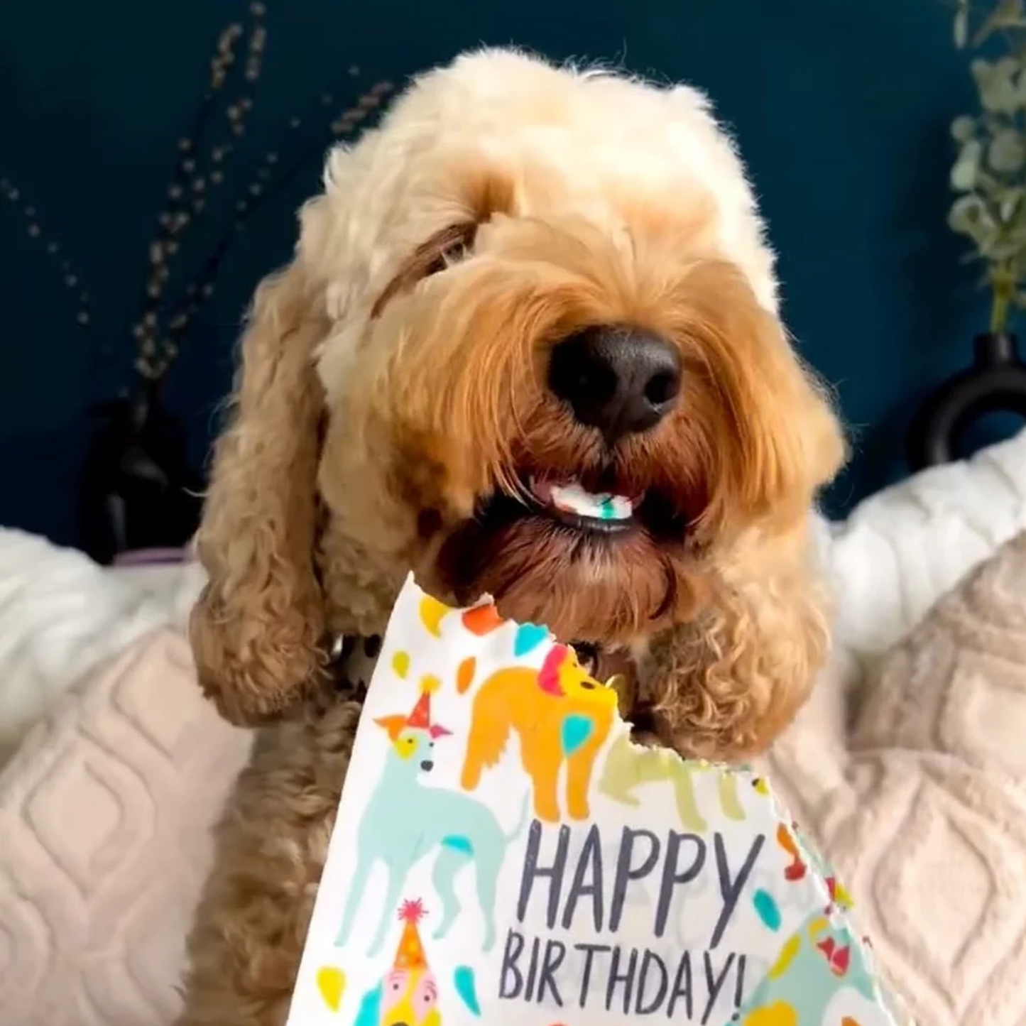 Edible Greeting Card - 'Happy Birthday' - Dog Treat (Cheese Flavor)